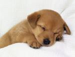 mon chien